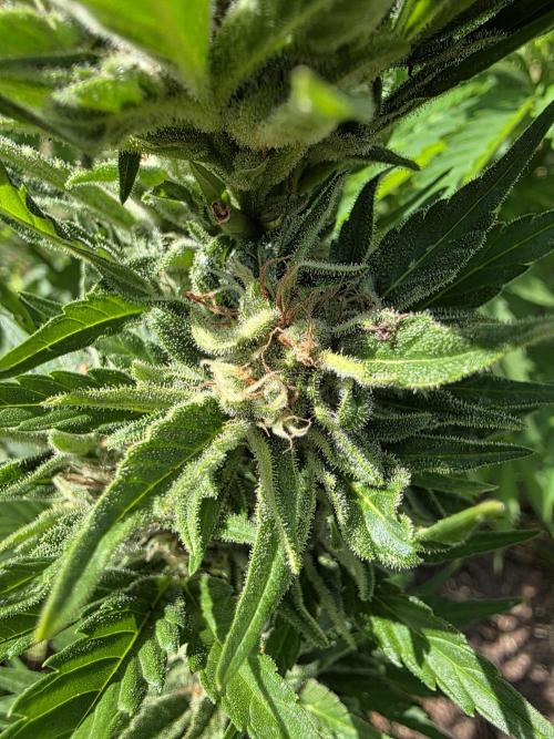 Black Sabbath Cookie. Week 6