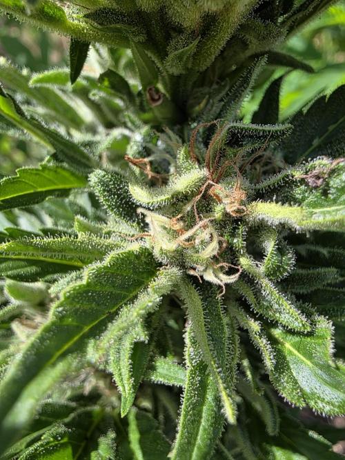 Cream Cookies Auto. Week 6