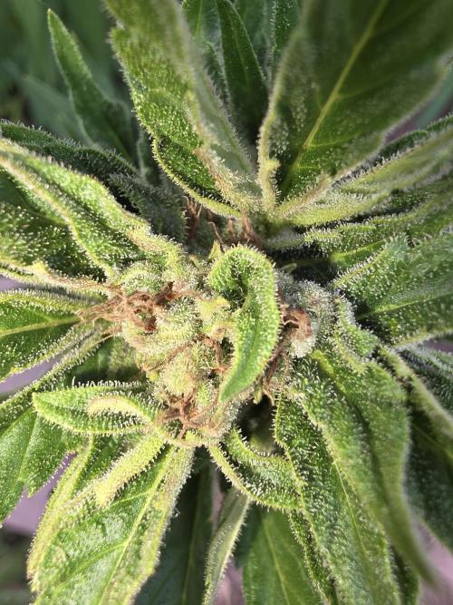 Black Sabbath Cookie. Week 7