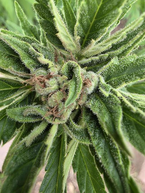 Black Sabbath Cookie. Week 7