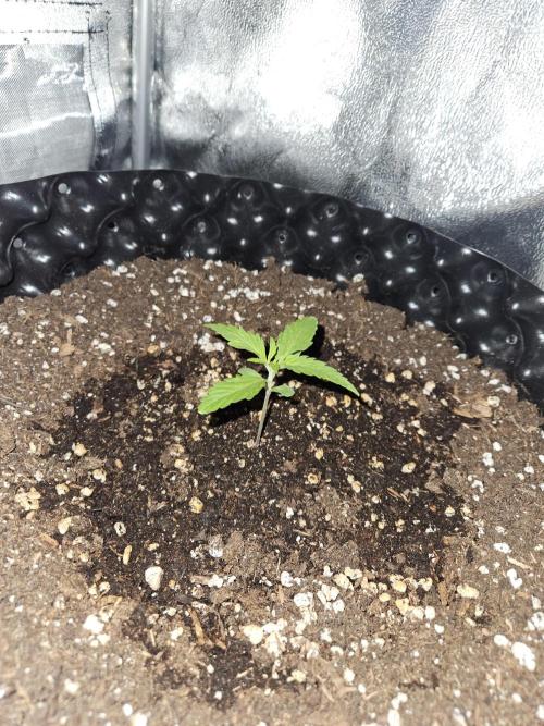 Gigabud. Week 2