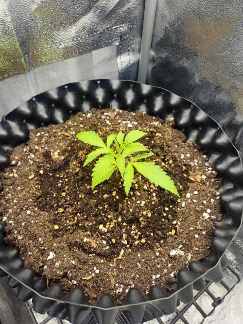 HS40. Week 3