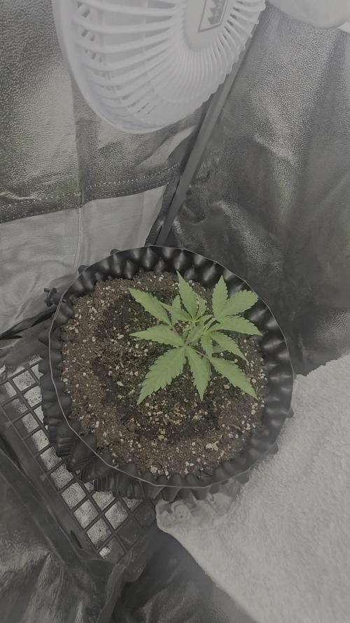 Gigabud auto