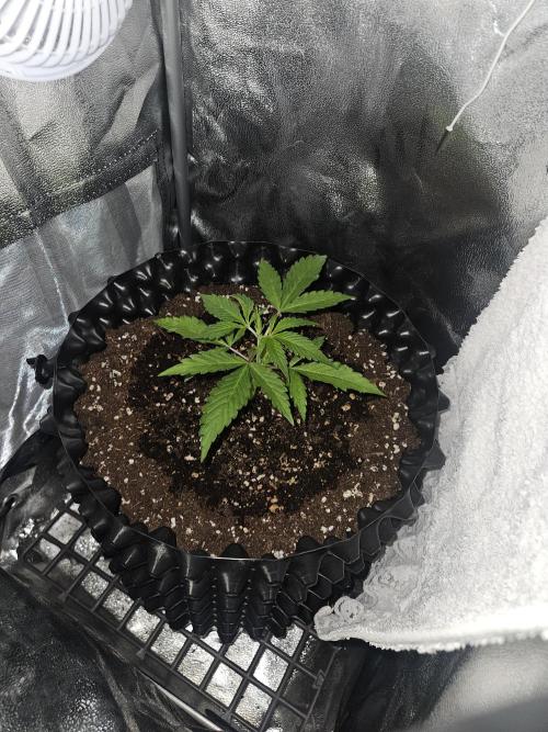 HS40. Week 3