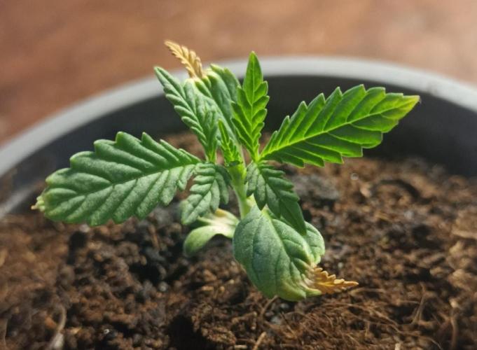 Giorgio. Week 1 - G11