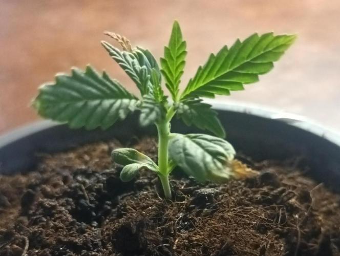 Giorgio. Week 1 - G12 