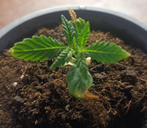 Giorgio. Week 1 - G14