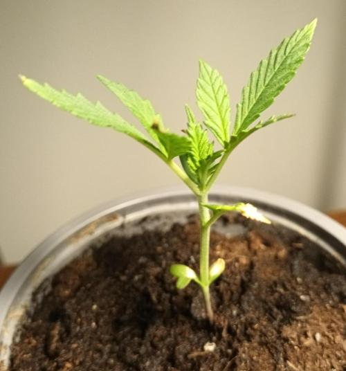 Giorgio. Week 2 - G15