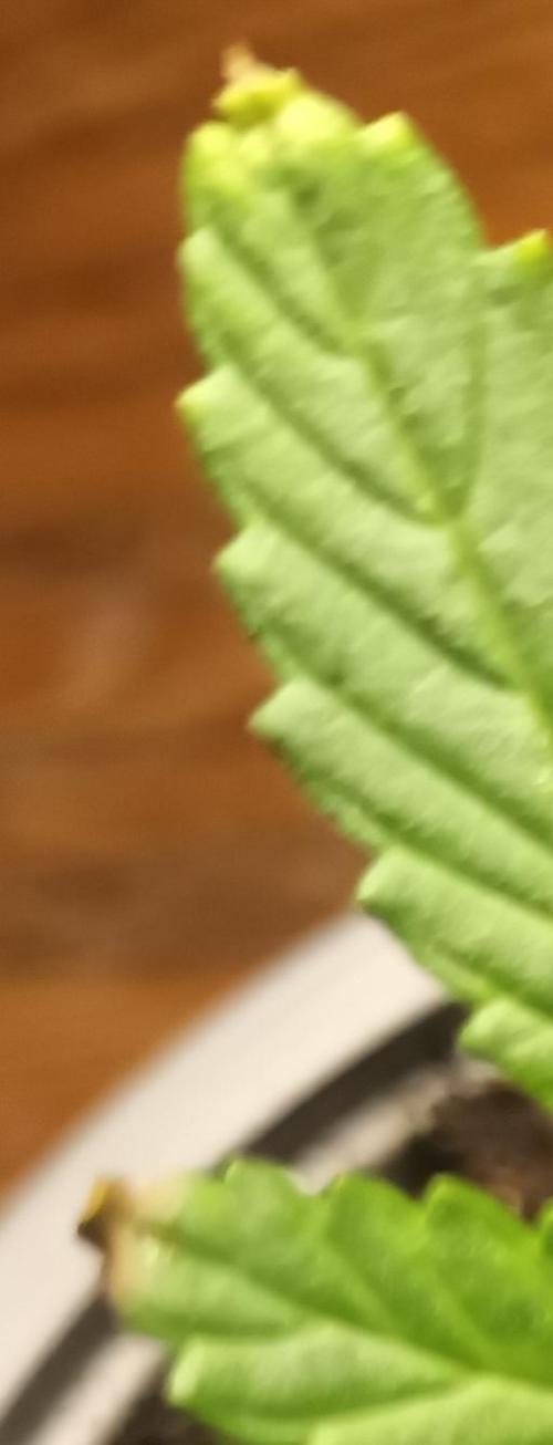 Giorgio