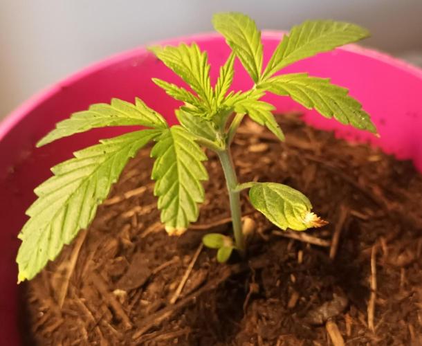 Gorilla Cookies Auto. Week 2
