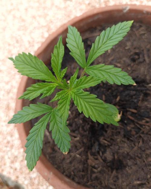Giorgio. Week 2 - G20