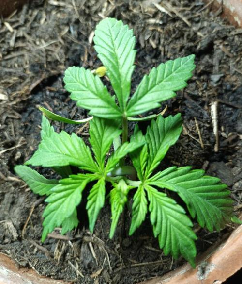Gorilla Cookies Auto. Week 3