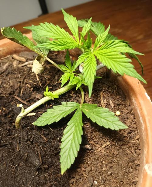 Giorgio. Week 3 - G24