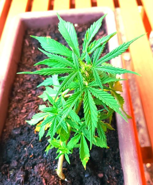 Gorilla Cookies Auto. Week 4