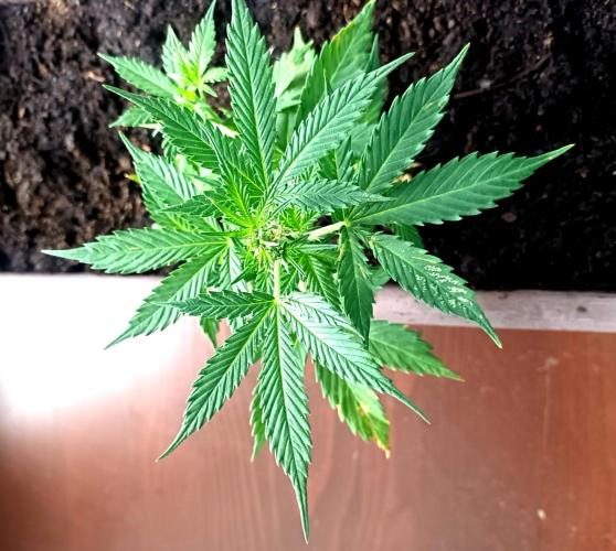 Gorilla Cookies Auto. Week 5