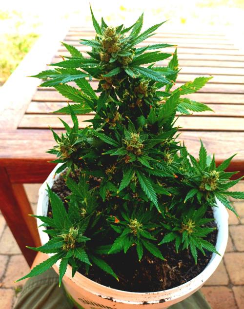 Gorilla Cookies Auto. Week 10