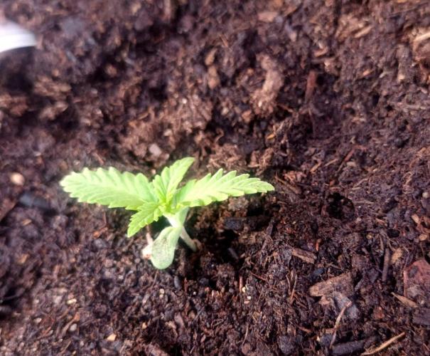 Gorilla Punch Auto. Week 2
