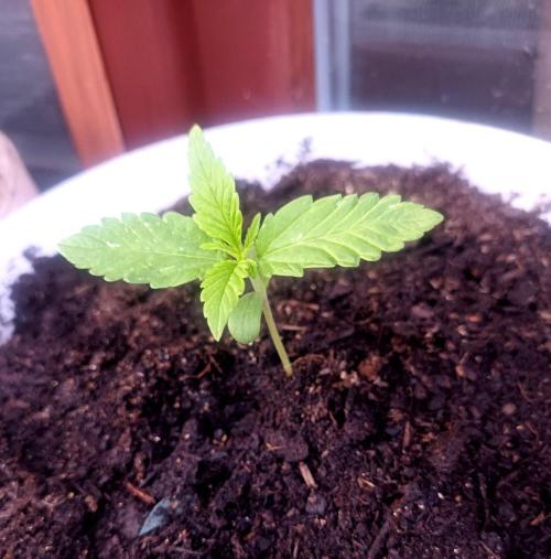 Gorilla Cookies Auto. Week 2