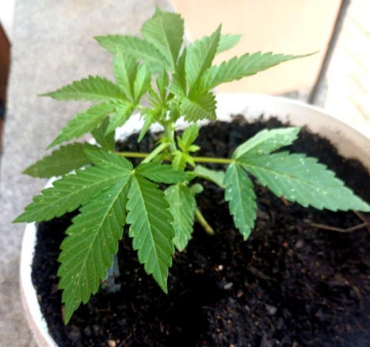 Gorilla Cookies Auto. Week 5