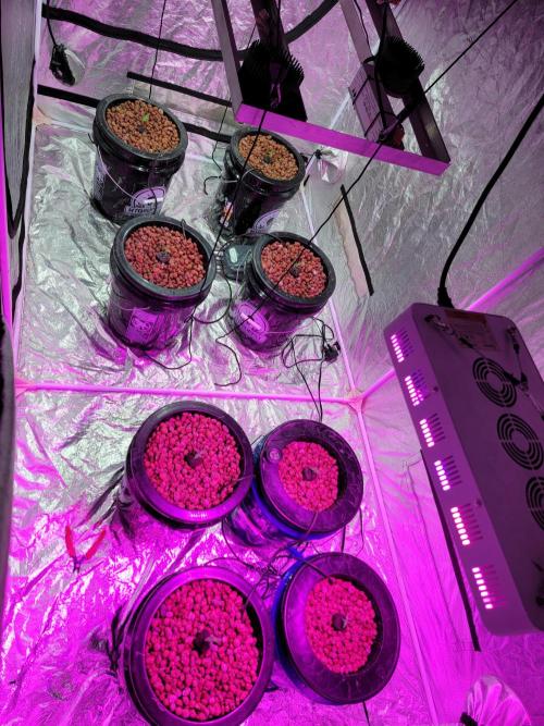 Bruce Banner Auto. Week 0