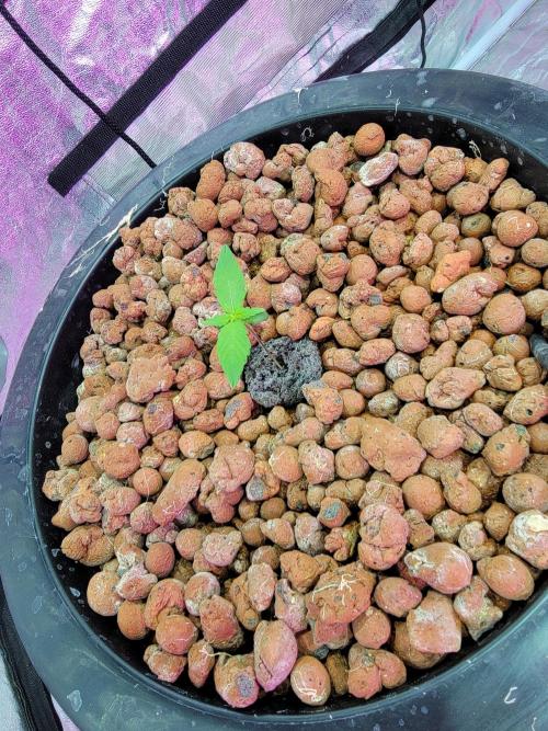 Bruce Banner Auto. Week 1