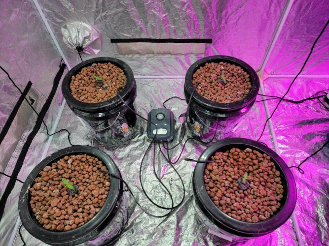 Bruce Banner Auto. Week 1