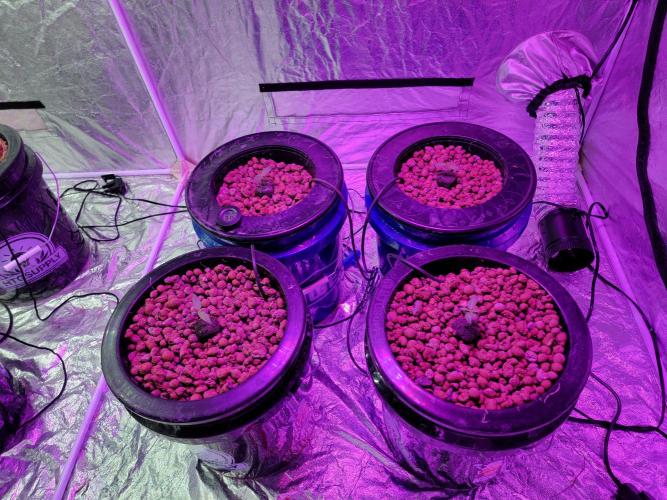 Bruce Banner Auto. Week 1