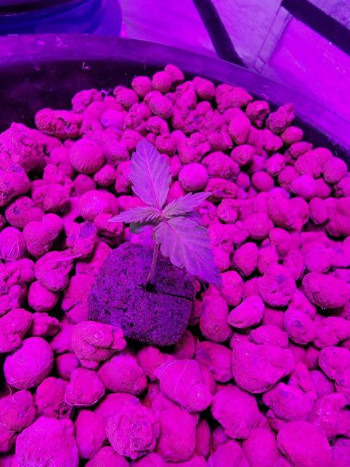 Bruce Banner Auto. Week 1