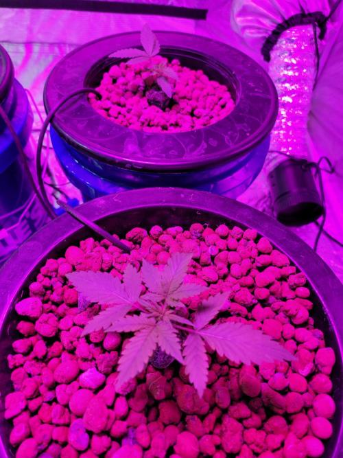 Bruce Banner Auto. Week 2