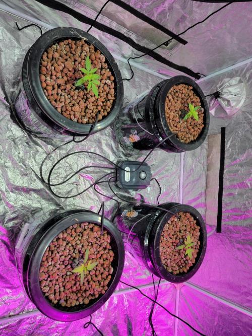 Bruce Banner Auto. Week 2