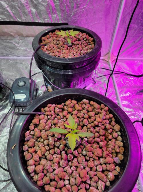 Bruce Banner Auto. Week 2