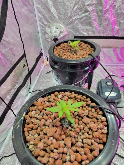 Bruce Banner Auto. Week 2