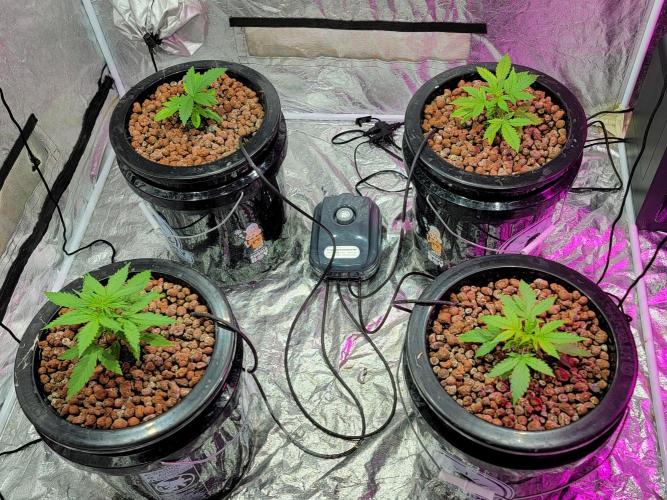 Bruce Banner Auto. Week 3