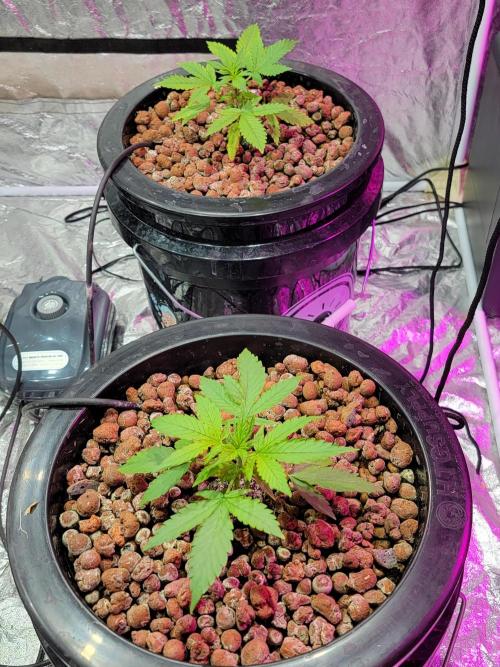 Bruce Banner Auto. Week 3