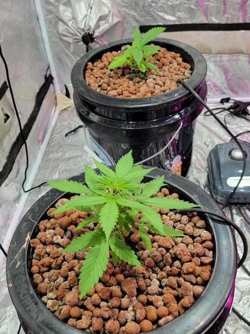 Bruce Banner Auto. Week 3