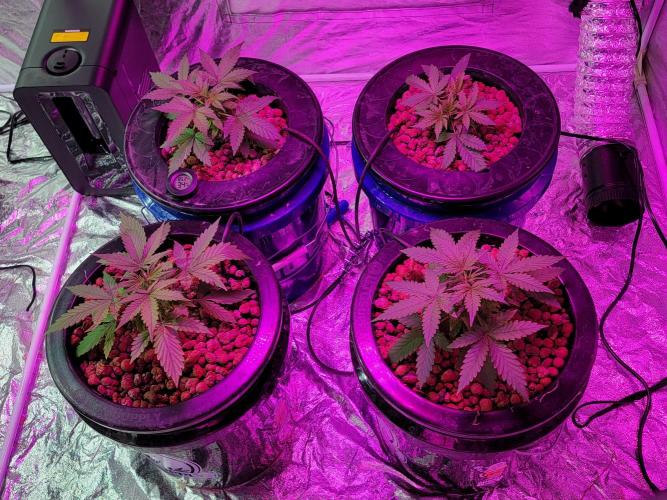 Bruce Banner Auto. Week 3