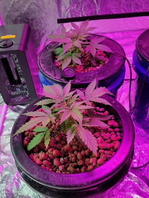 Bruce Banner Auto. Week 3