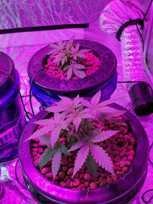 Bruce Banner Auto. Week 3