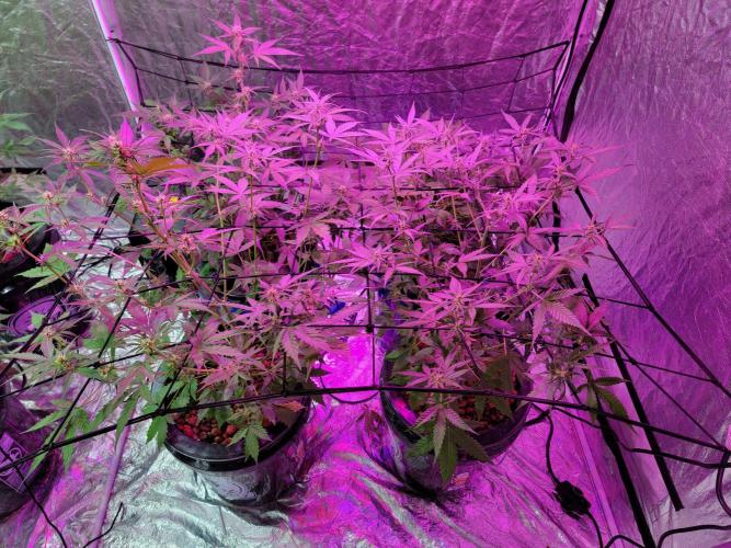 Bruce Banner Auto. Week 6