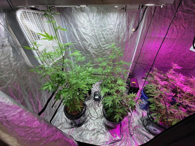 Bruce Banner Auto. Week 6