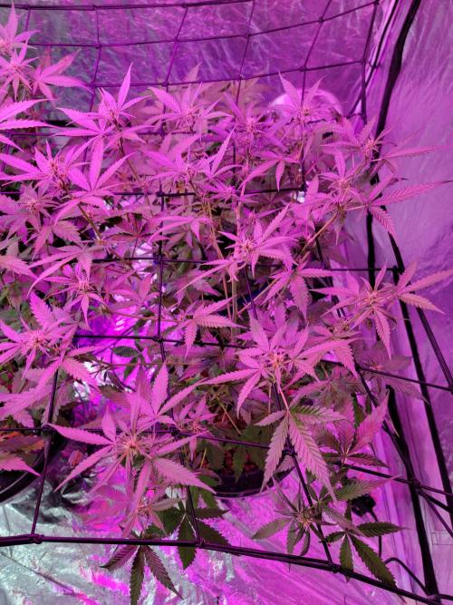 Bruce Banner Auto. Week 6