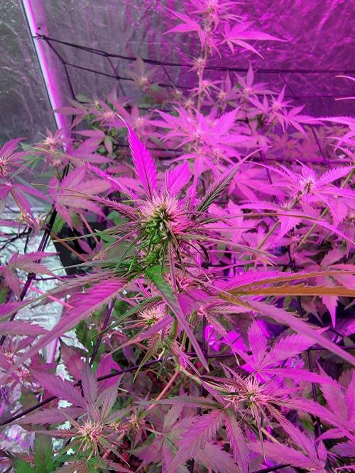 Bruce Banner Auto. Week 6
