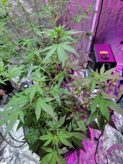 Bruce Banner Auto. Week 6