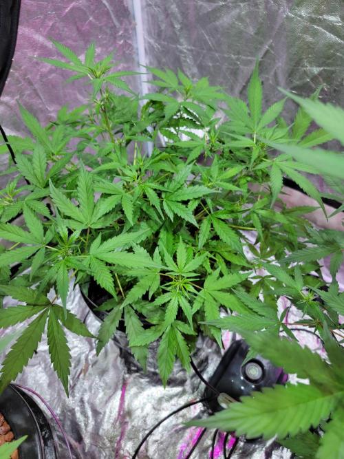 Bruce Banner Auto. Week 6 - Short girl, hopefully she will produce with the light being further away
