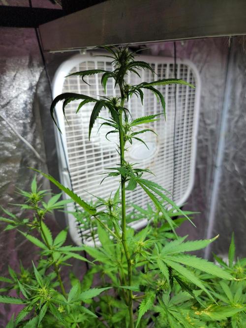 Bruce Banner Auto. Week 6 - This girl got 37 inches and was past the light.