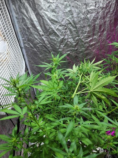 Bruce Banner Auto. Week 6 - So tall I ended up folding her over to match the other crazy height.