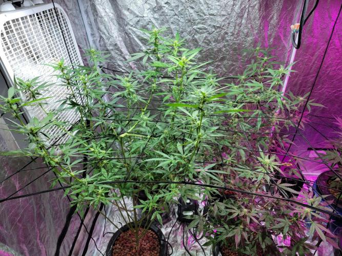 Bruce Banner Auto. Week 7