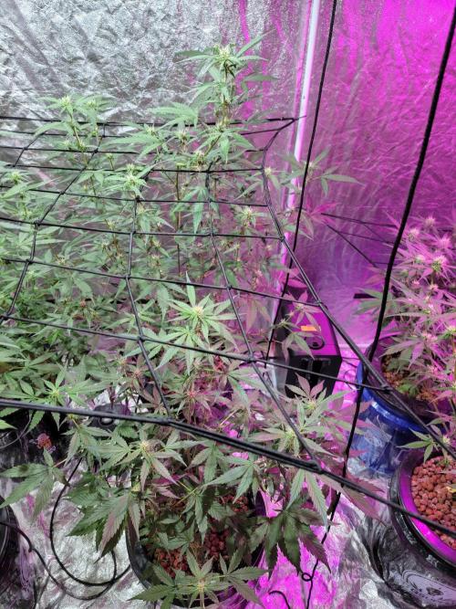 Bruce Banner Auto. Week 7
