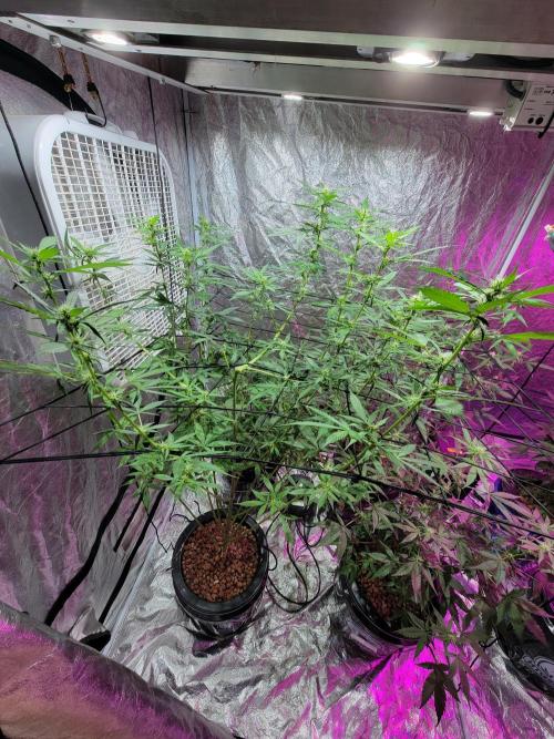 Bruce Banner Auto. Week 7