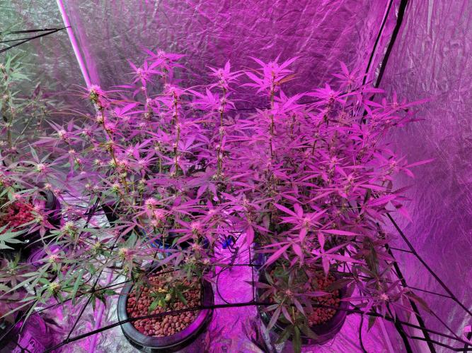 Bruce Banner Auto. Week 7